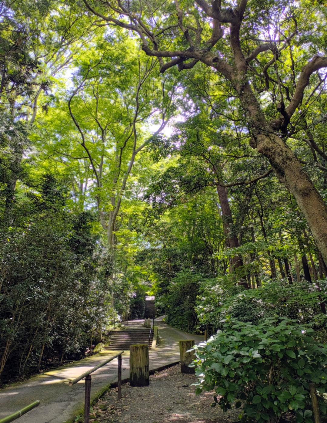 【花日記】5月の鎌倉