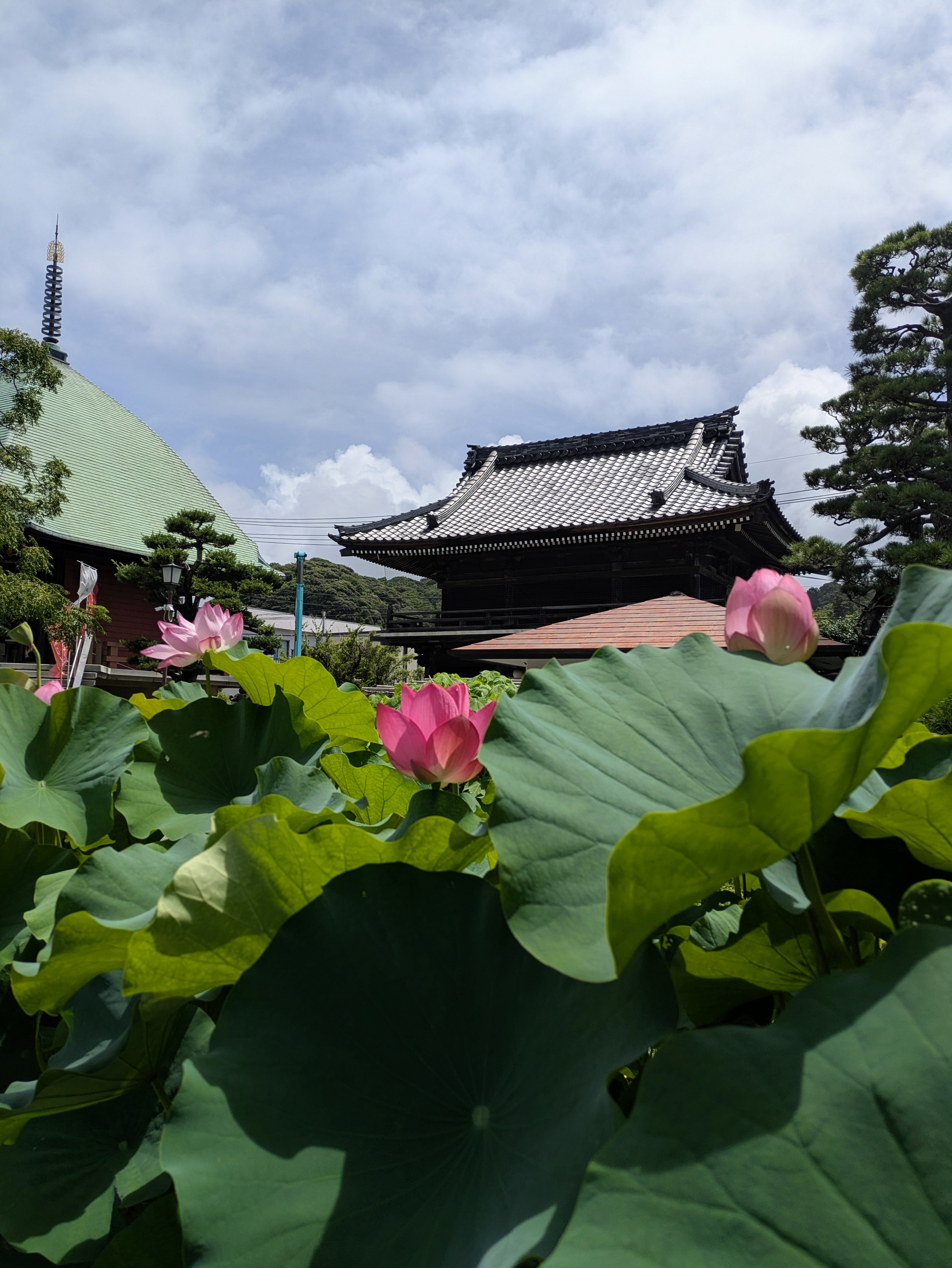 【花日記】7月の鎌倉