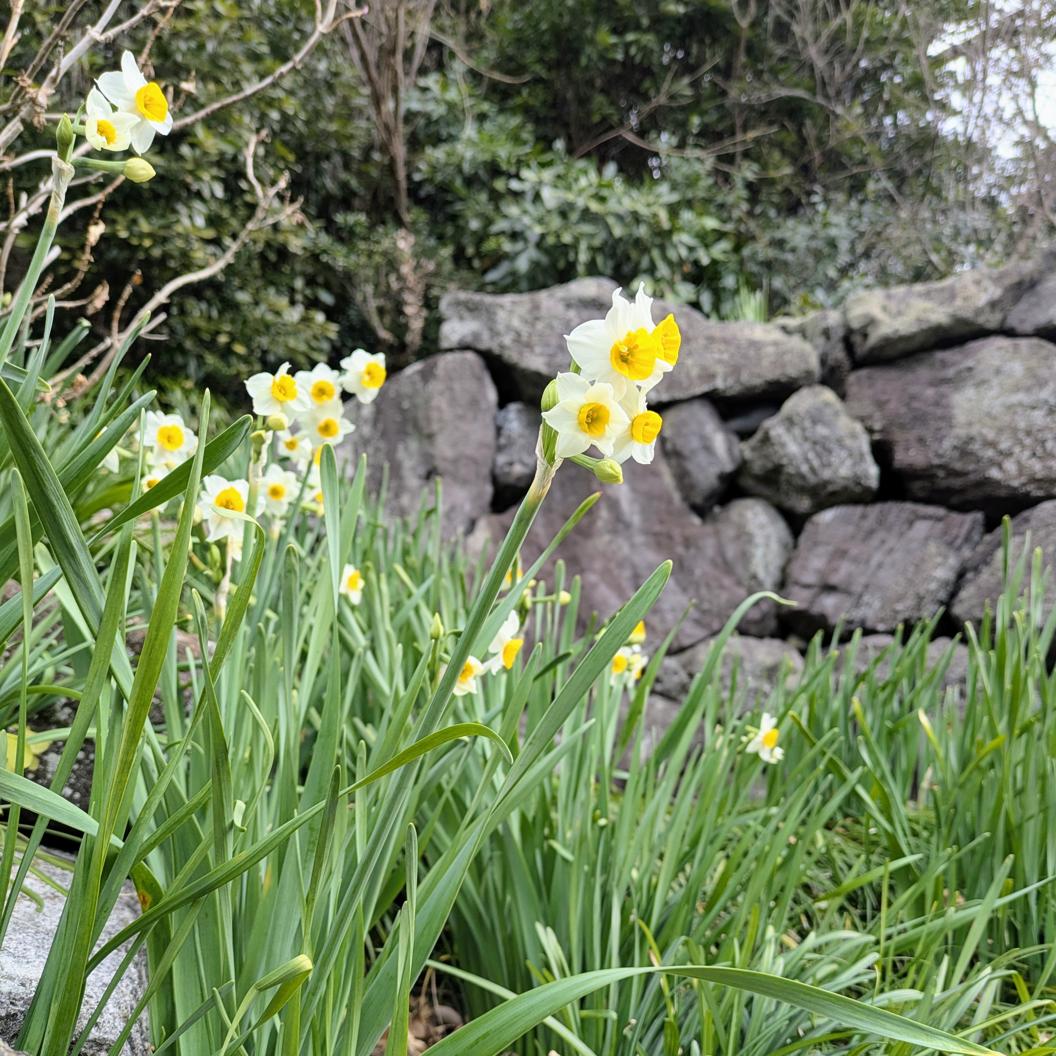 【花日記】1月の鎌倉