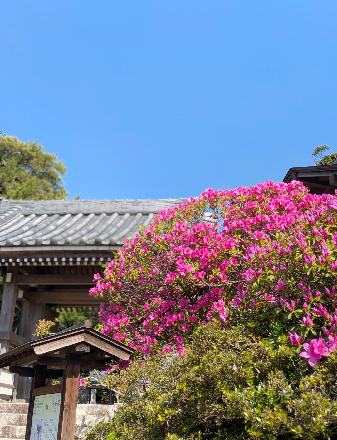 【花日記】4月の鎌倉