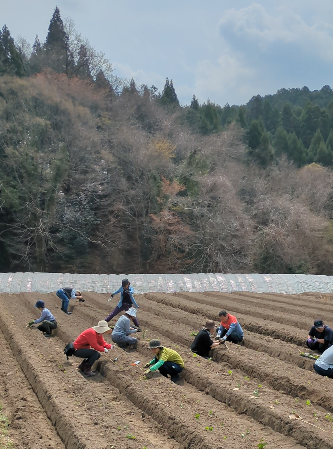 大和当帰苗の植え付け