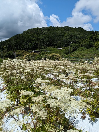 今年も綺麗な大和当帰のお花畑となりました