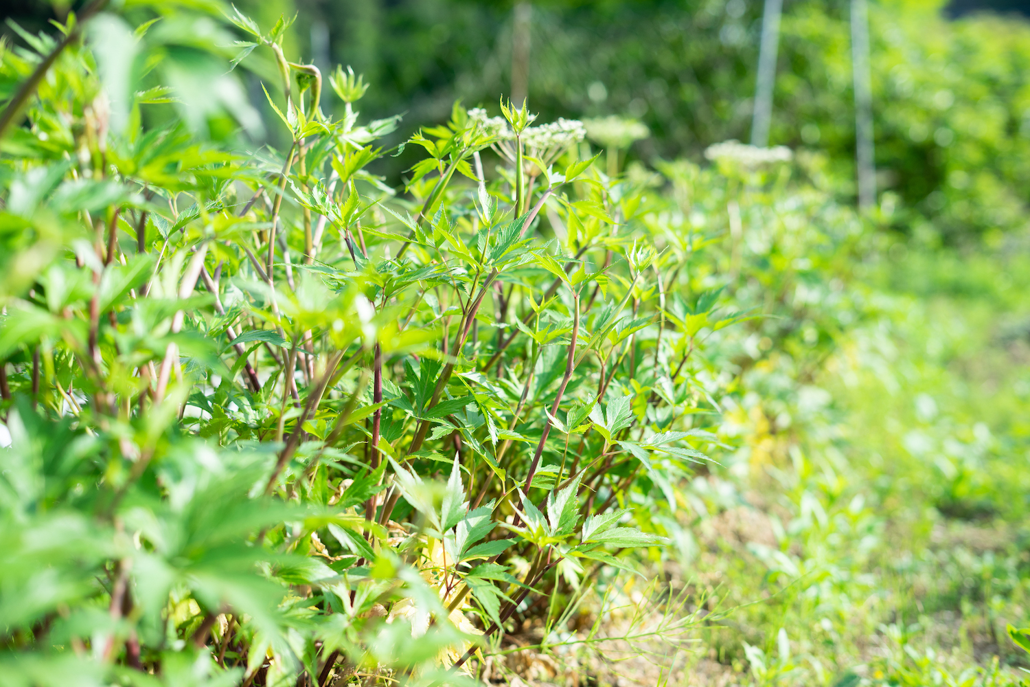 【期間限定】　無農薬無肥料の大和当帰生葉を発送いたします。