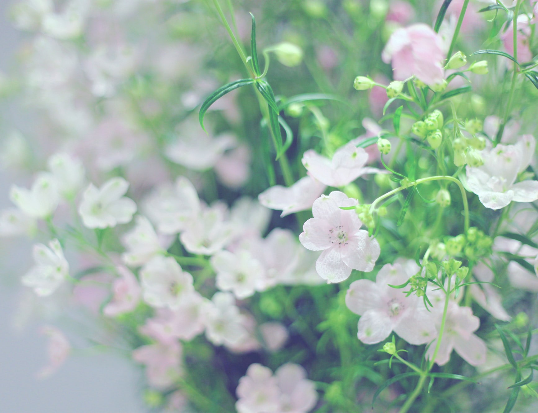 福箱・福袋、ご予約受付開始しました。