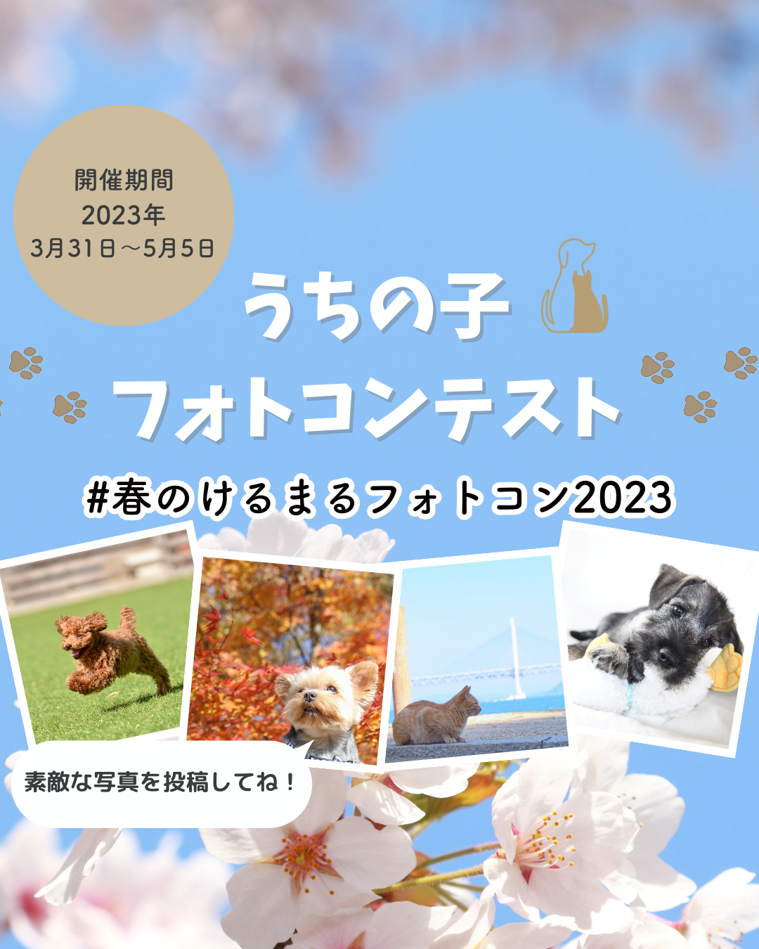 春のけるまるフォトコン2023開催中！5月5日まで