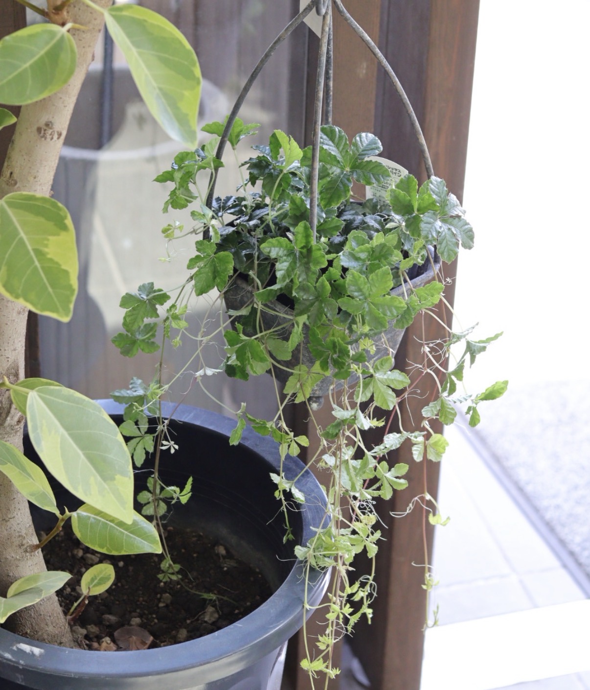 レビューキャンペーンの告知