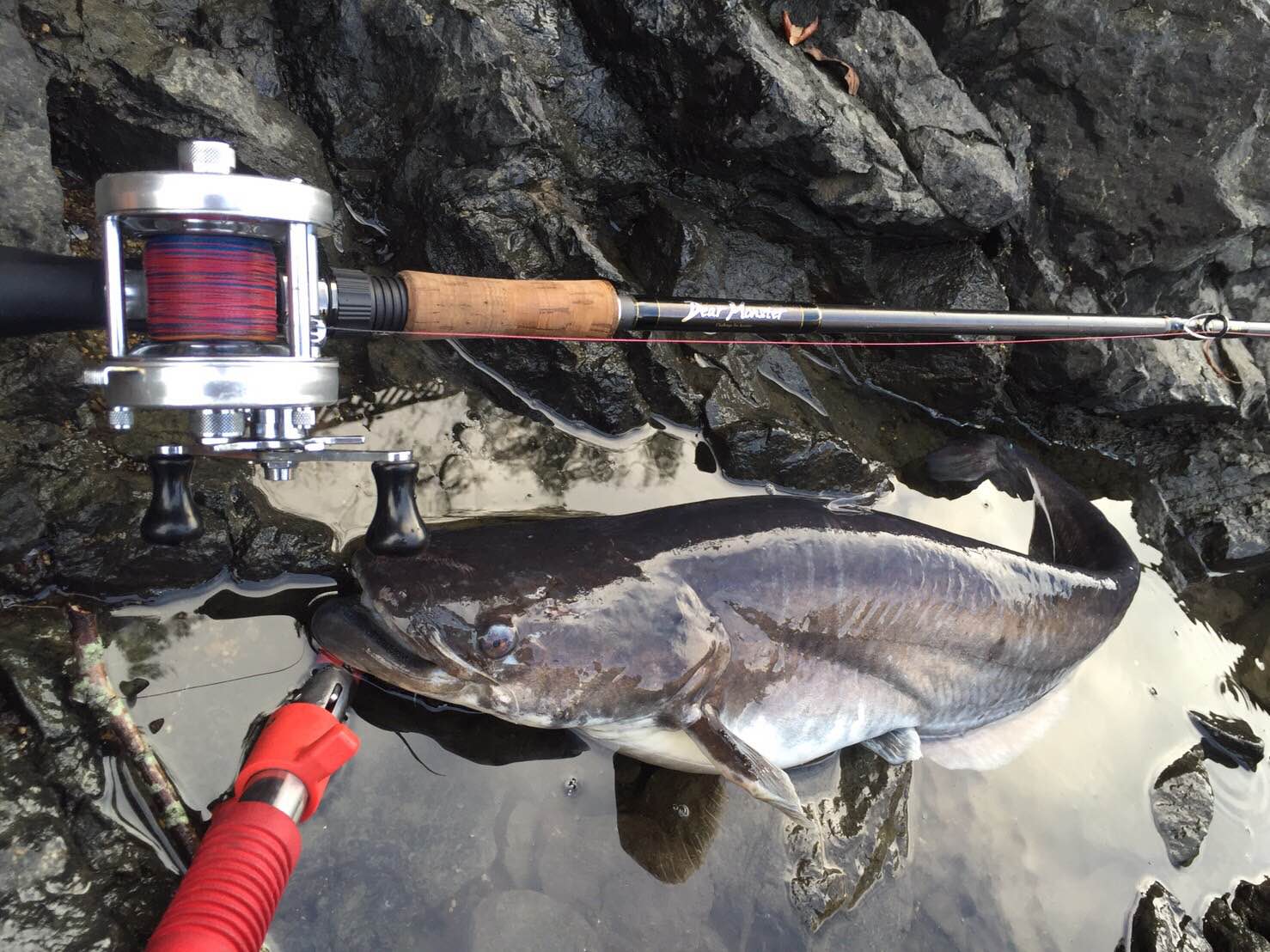 釣果報告....と、ドンチャン騒ぎ...