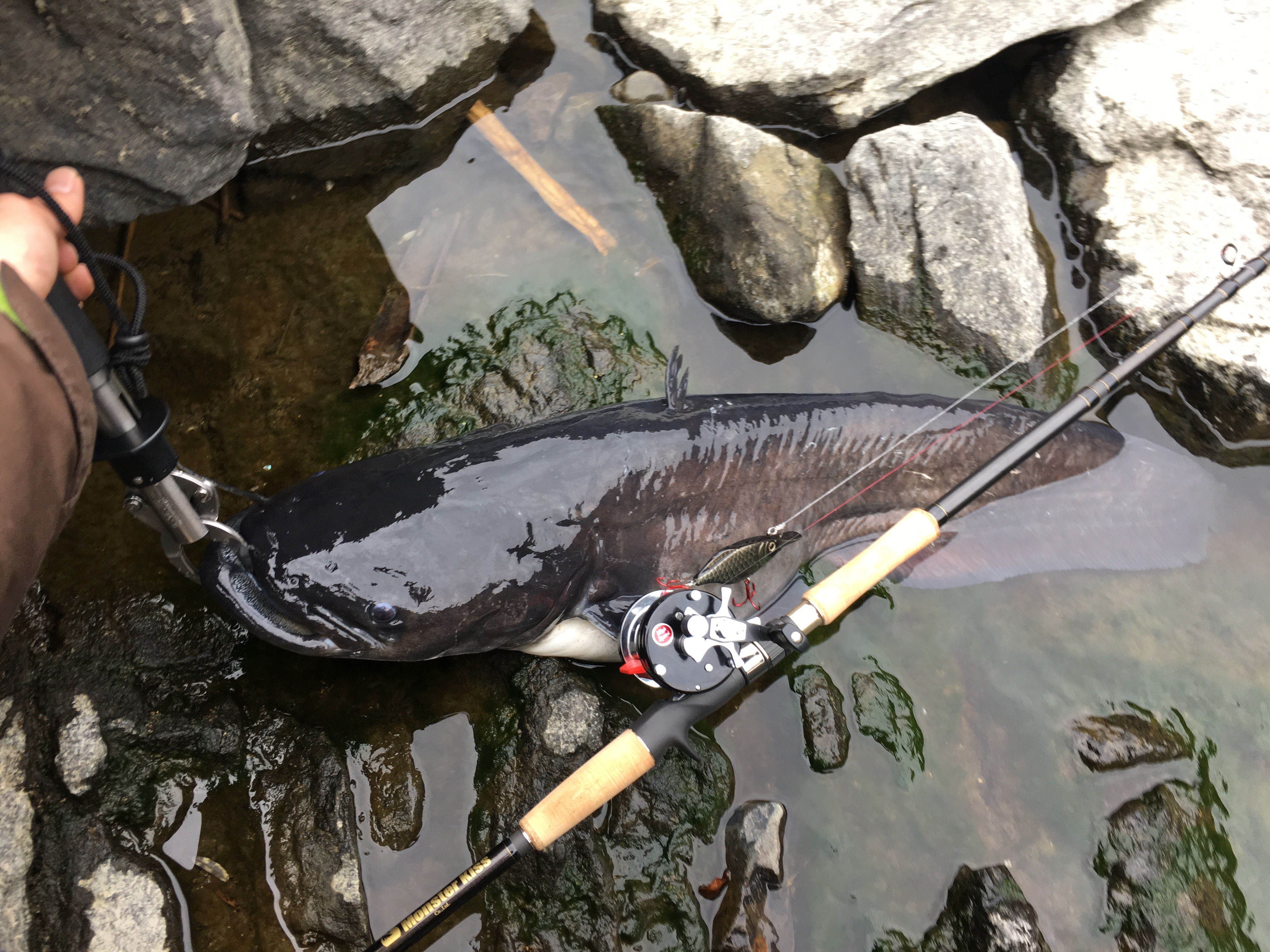 釣果報告〜MXー８＋で一番乗り！