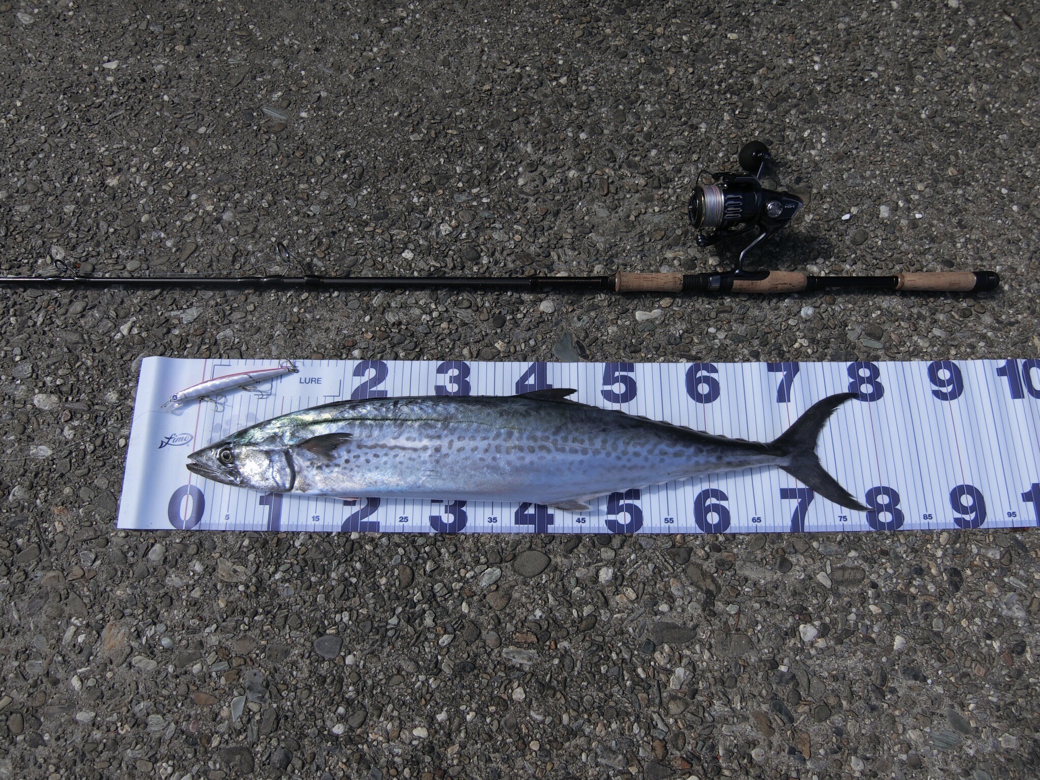 釣果報告〜MX-7S 無双編