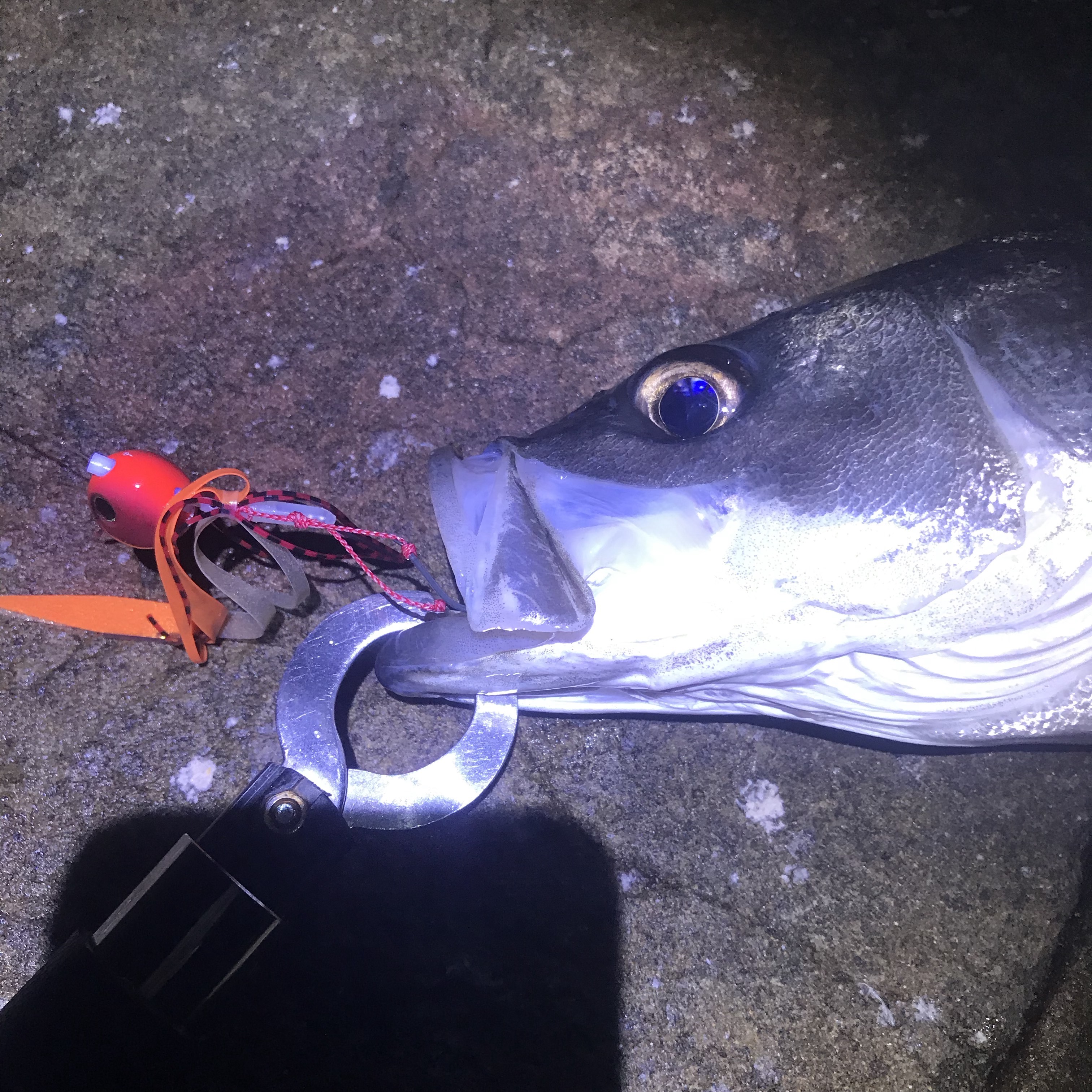 釣果報告〜タイラバ編