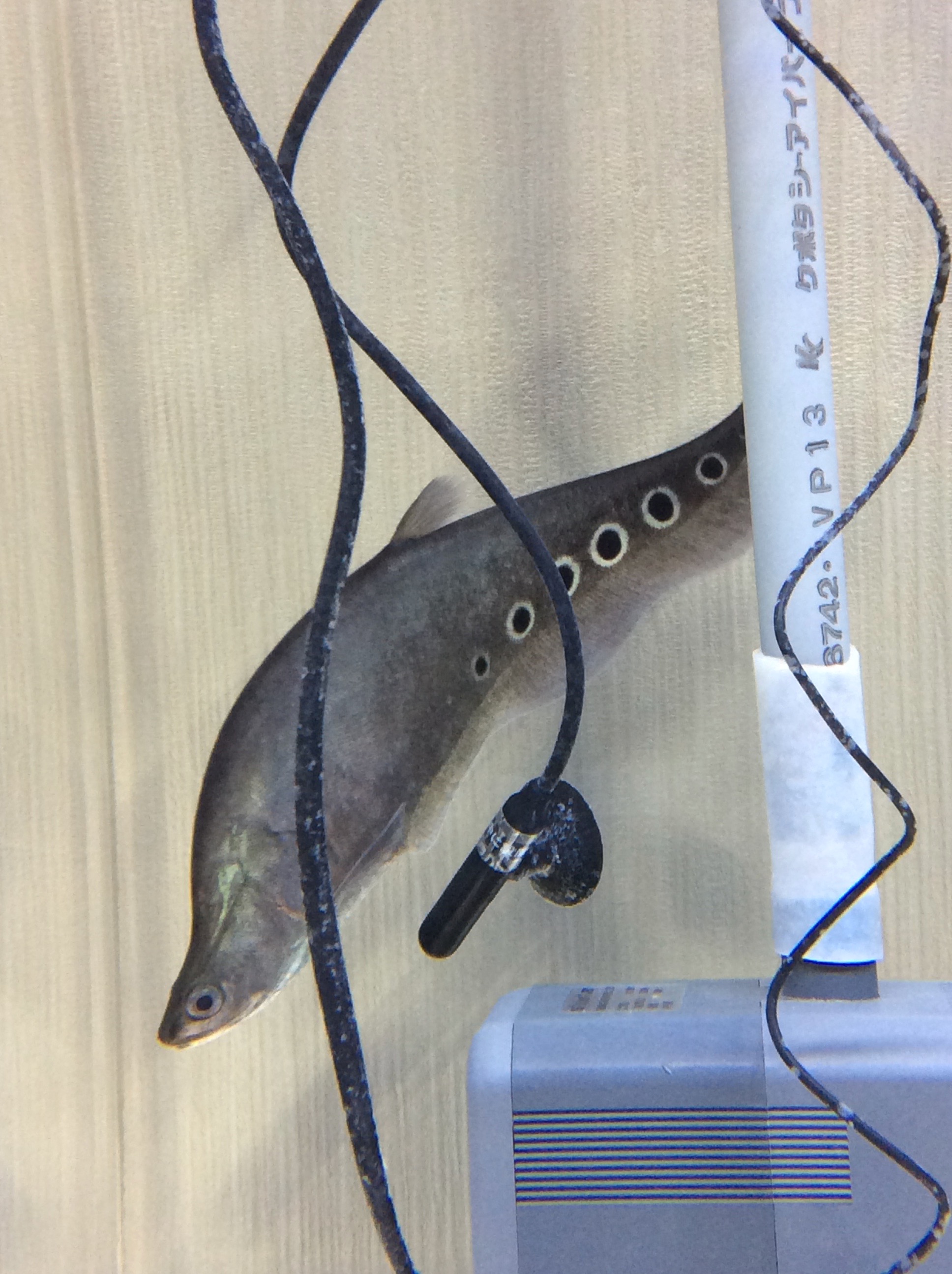 こっそりアップ、こっそり売れてる