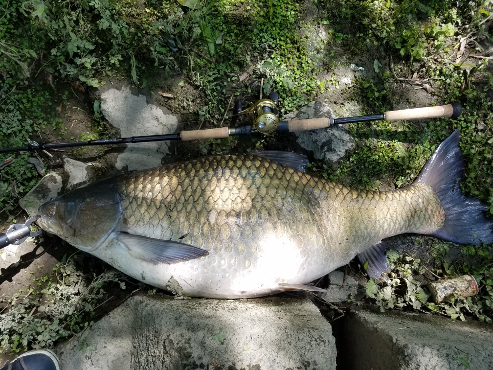 釣果報告〜草魚編