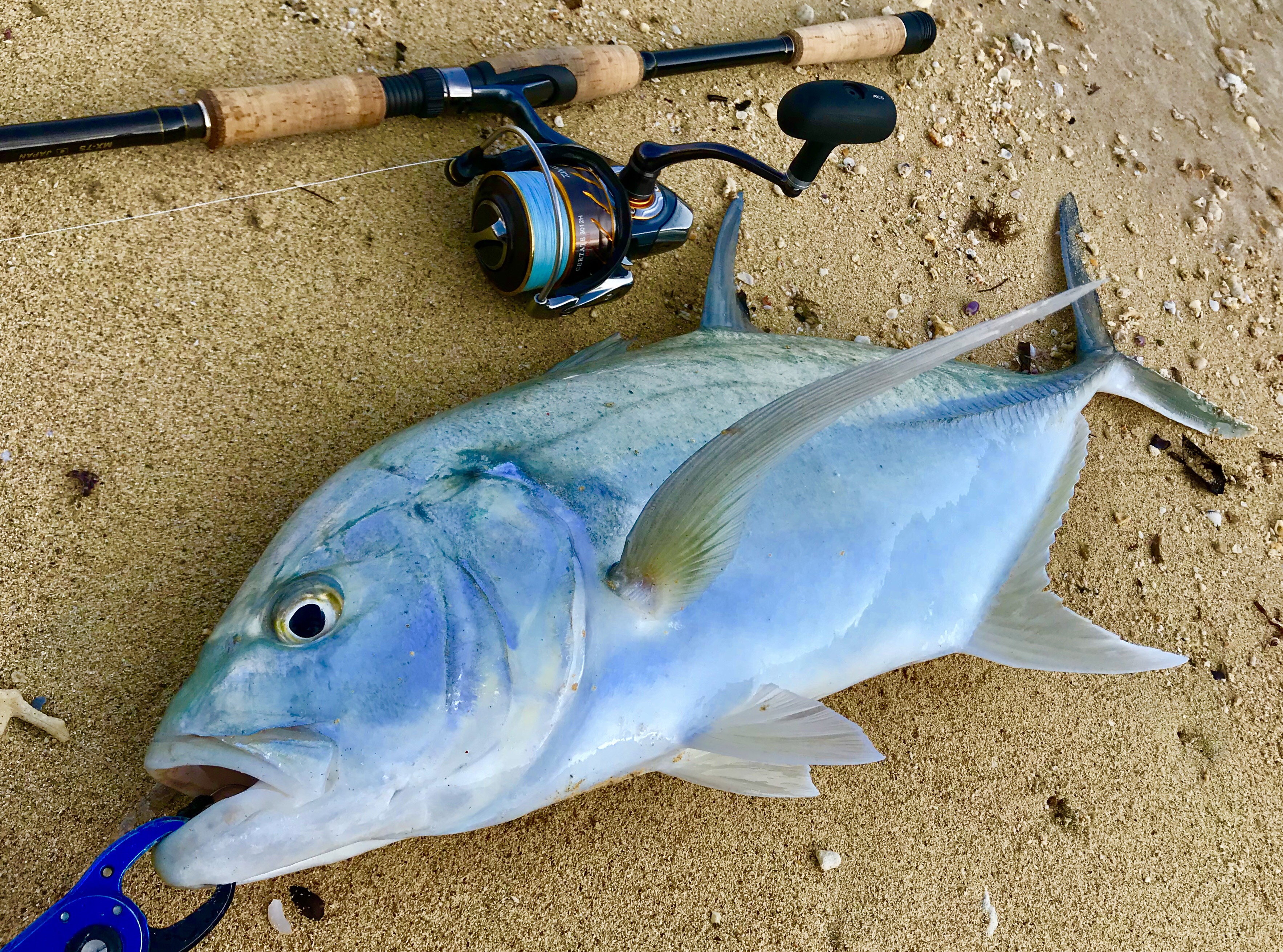 釣果報告来てるでよ