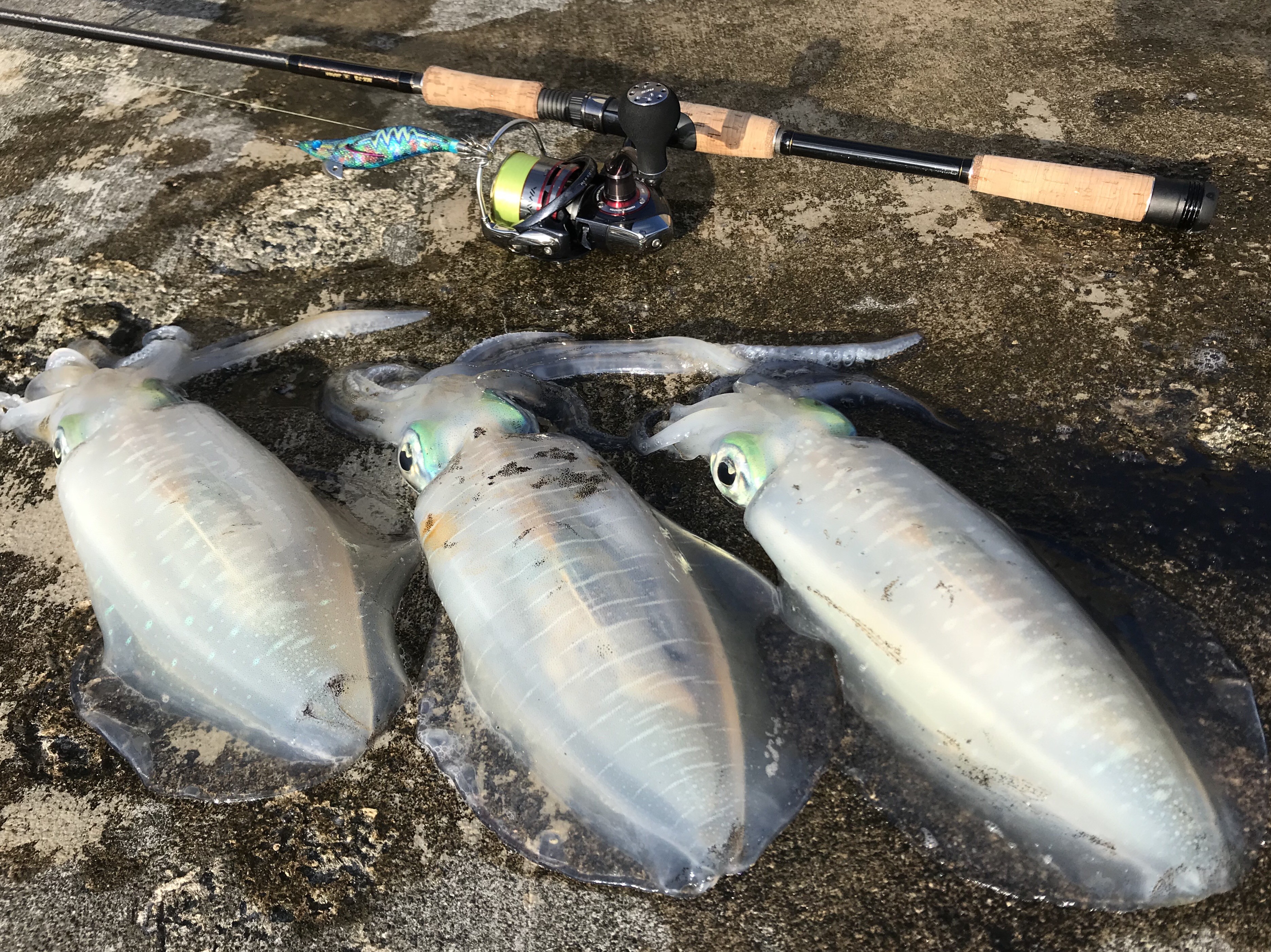 釣果続々きてるぜ