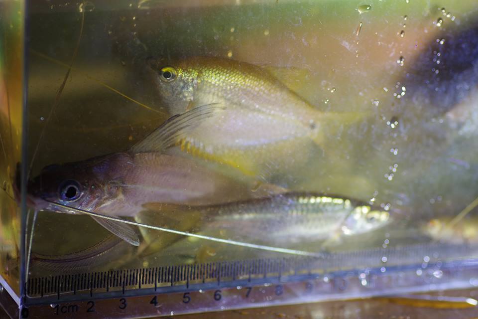 釣果報告きてるでよ〜カリマンタン編