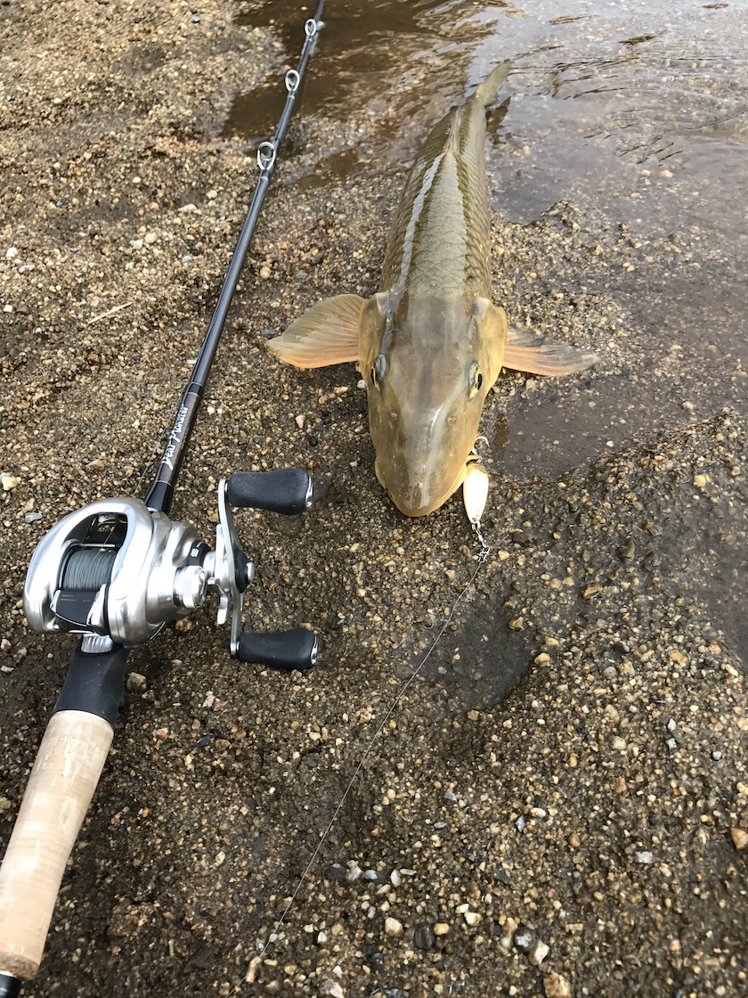 釣果あちこちきてます