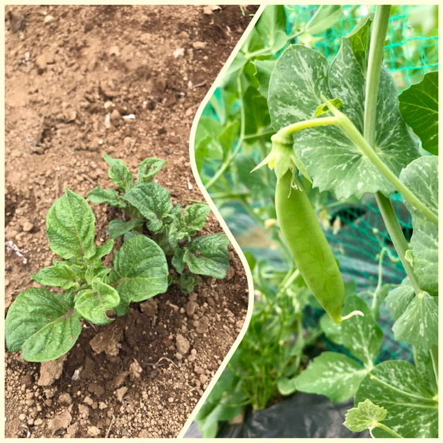 【畑日記】ジャガイモ発芽!と…