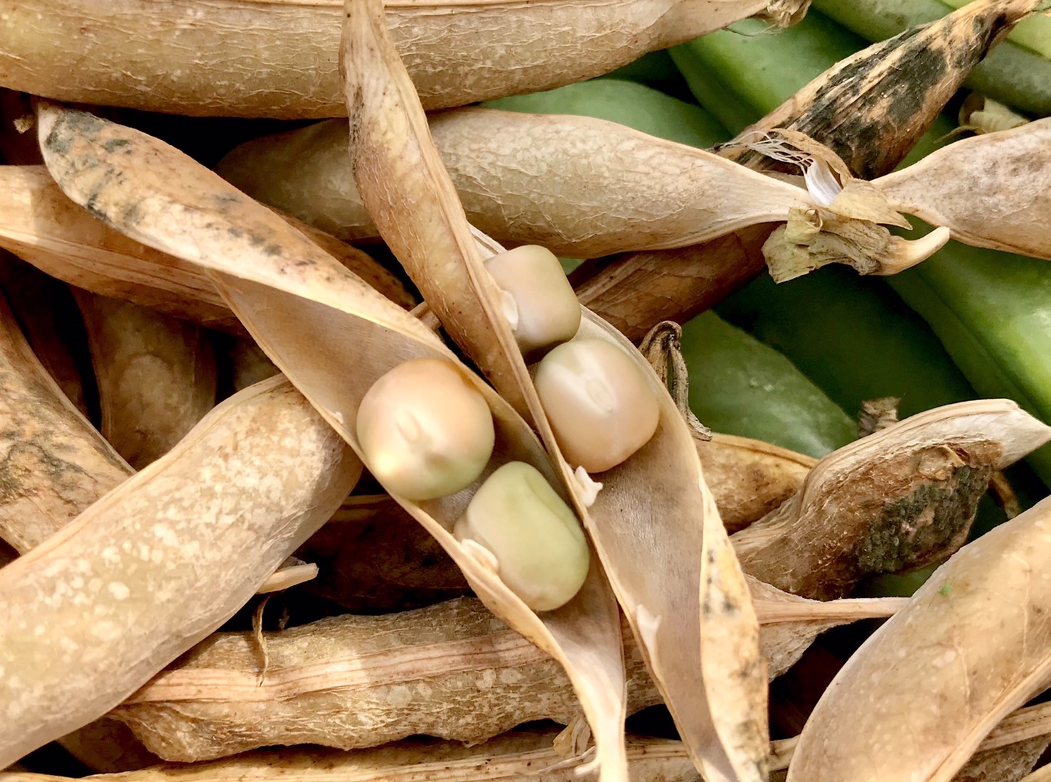 【畑日記】時の経過