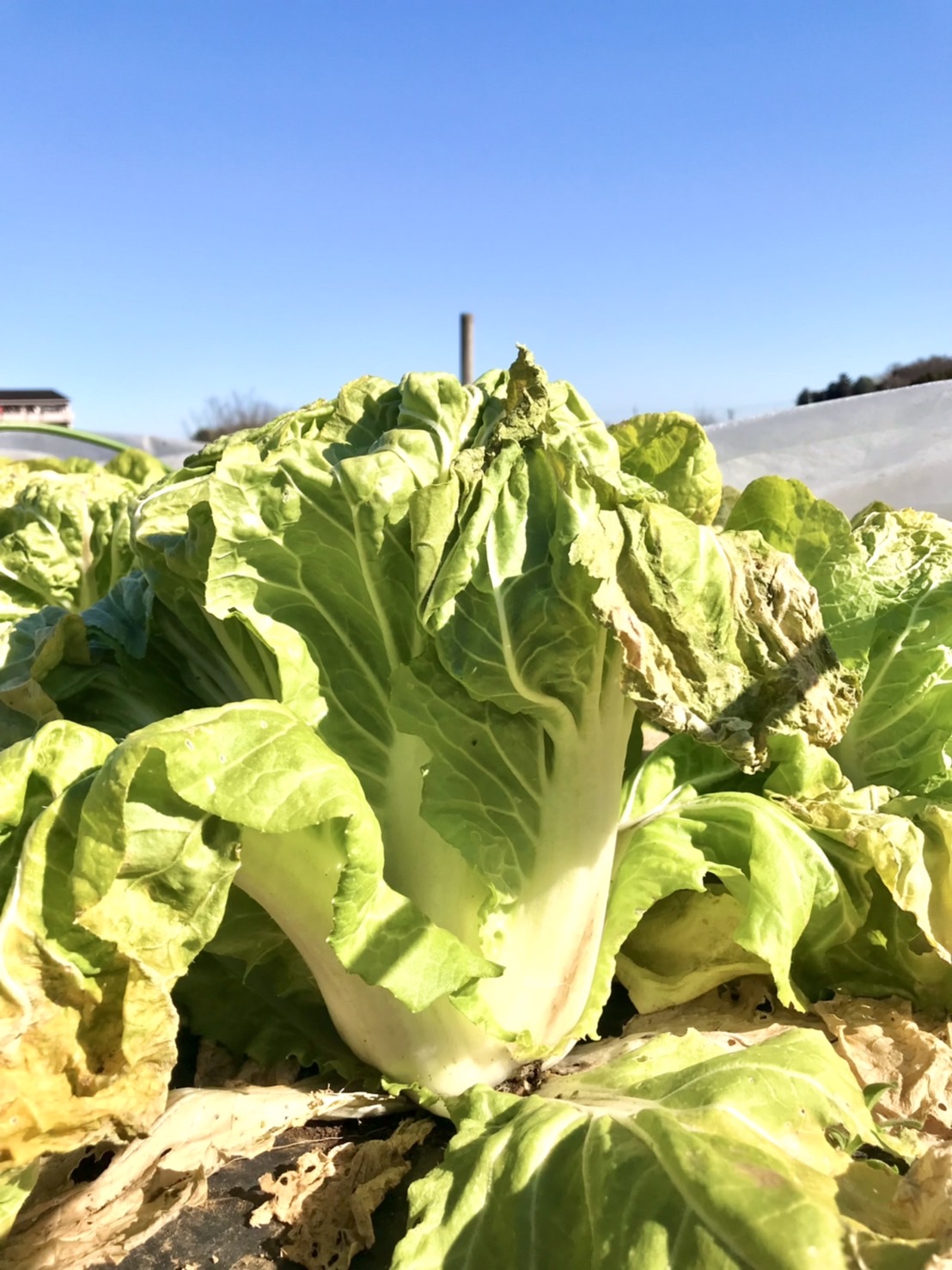 白菜ができてたー♪♪