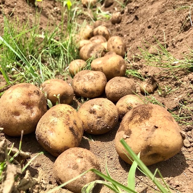 ジャガイモ掘りと何年ぶりかの…！