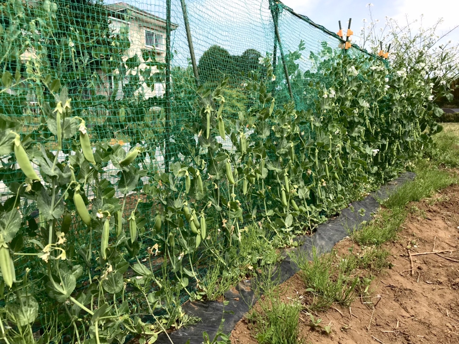 【畑日記】日々生長中!