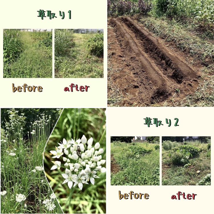 草取り〜〜〜✊💨💨💨💦💦 と、種まき♪