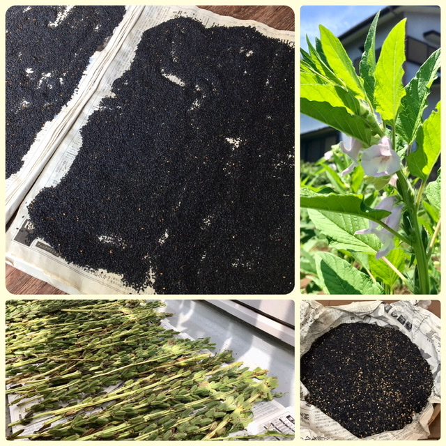 自家栽培の黒ごまをパンに!