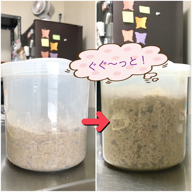 発酵種(パンの素)の仕込み✊✨