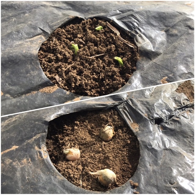 【畑日記】今年最後の畑