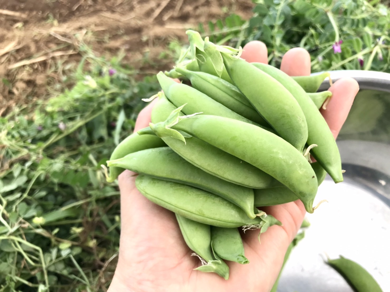 【畑日記】収穫・発芽・種取り〜3つの楽しみ♪