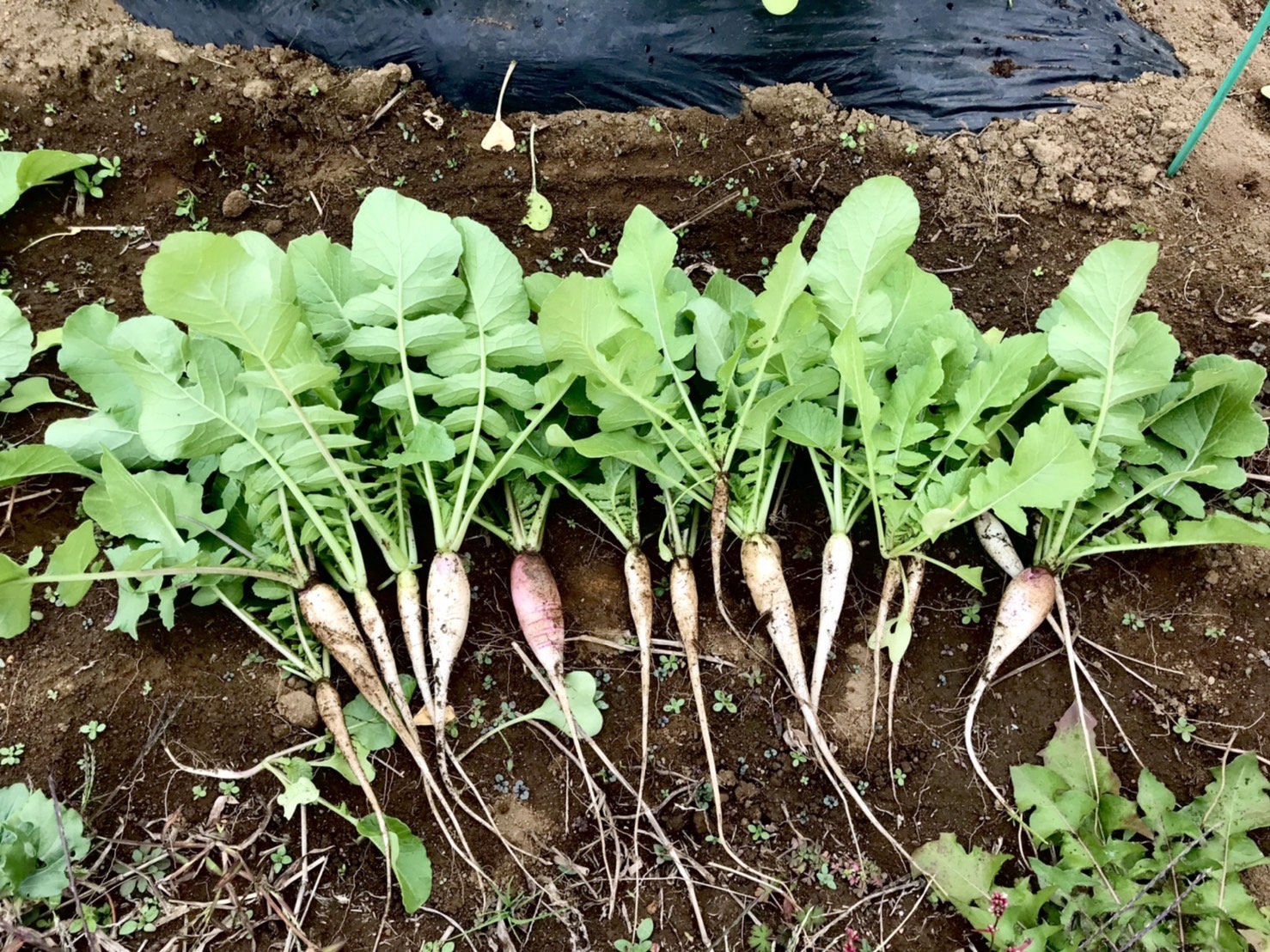 【畑日記】大根の間引き