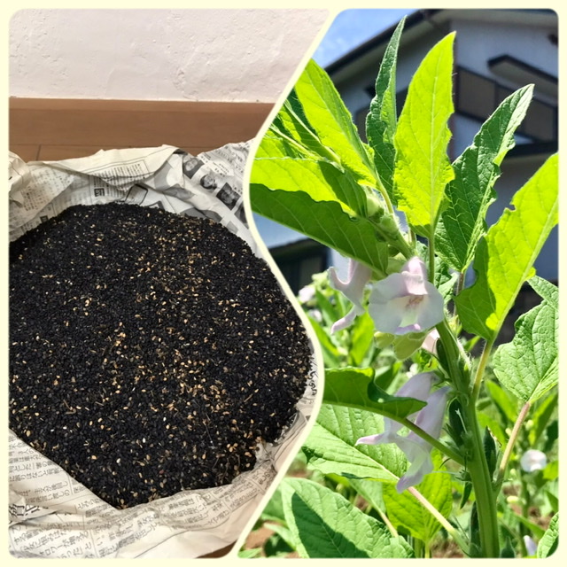 【畑日記】自家栽培の黒胡麻をパンに!!