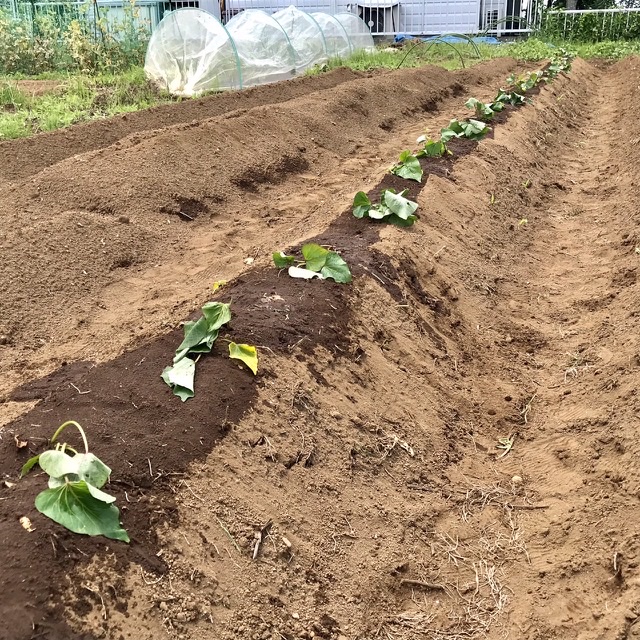 【畑日記】6月5日の畑