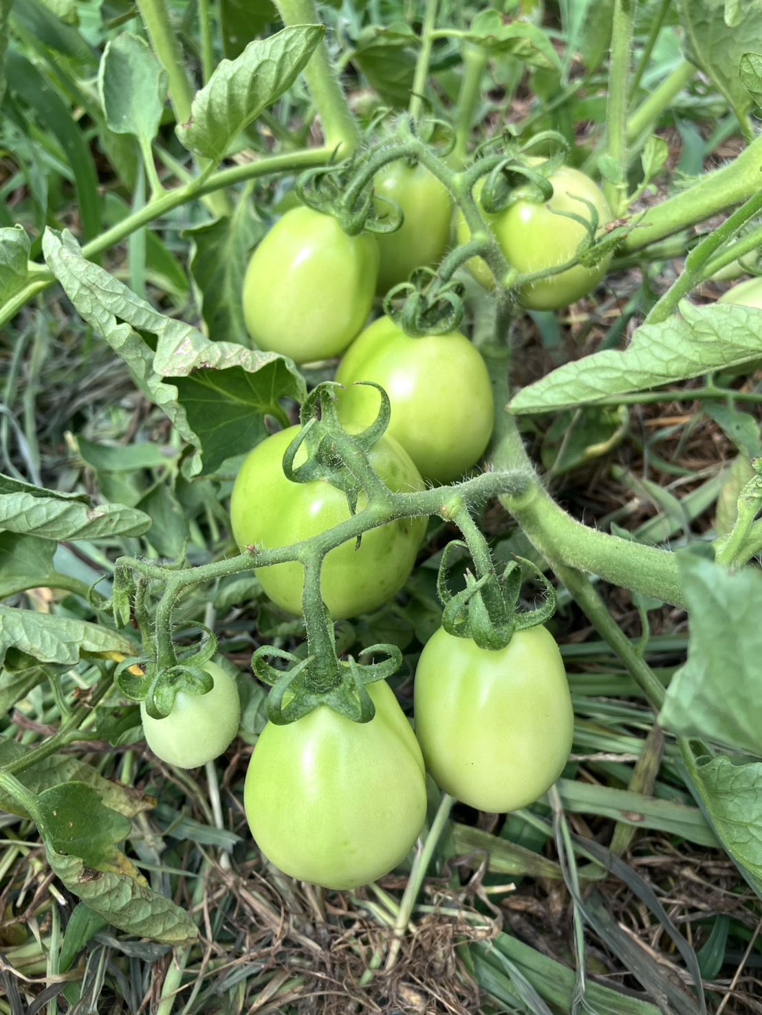 つやつやトマト🍅✨