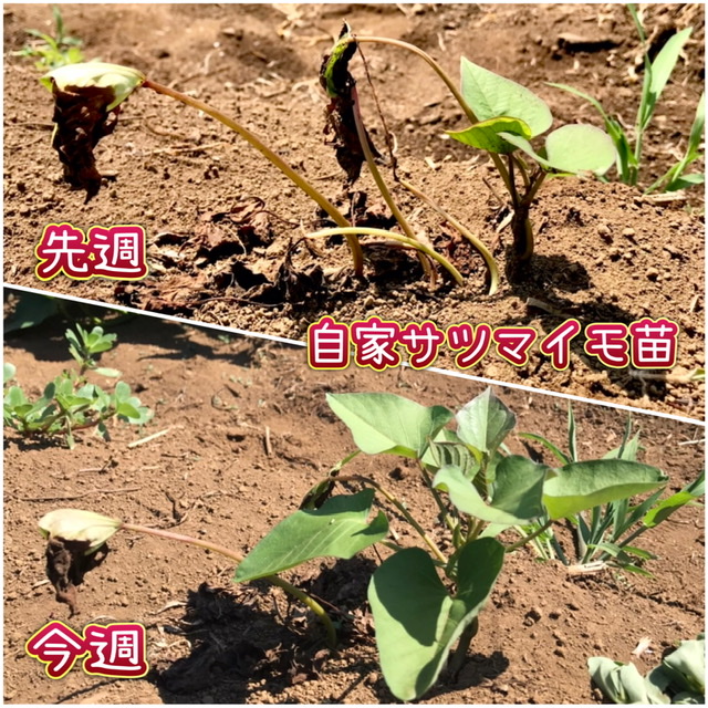 【畑日記】猛暑の中で