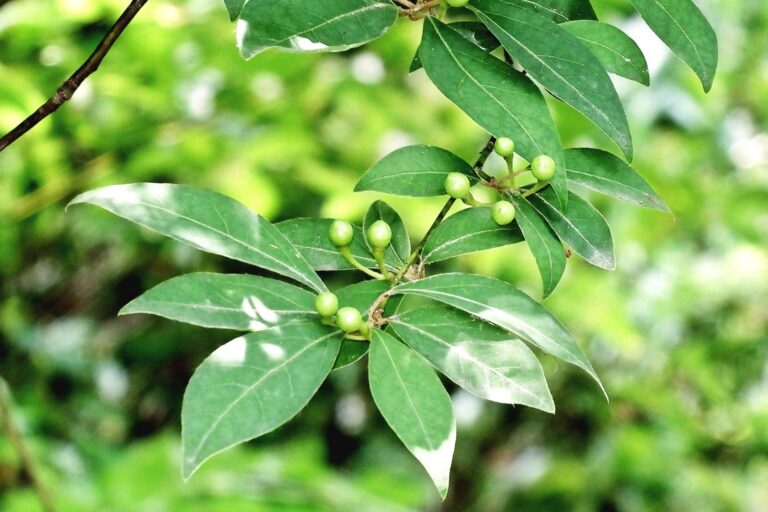 今注目のクロモジ☆