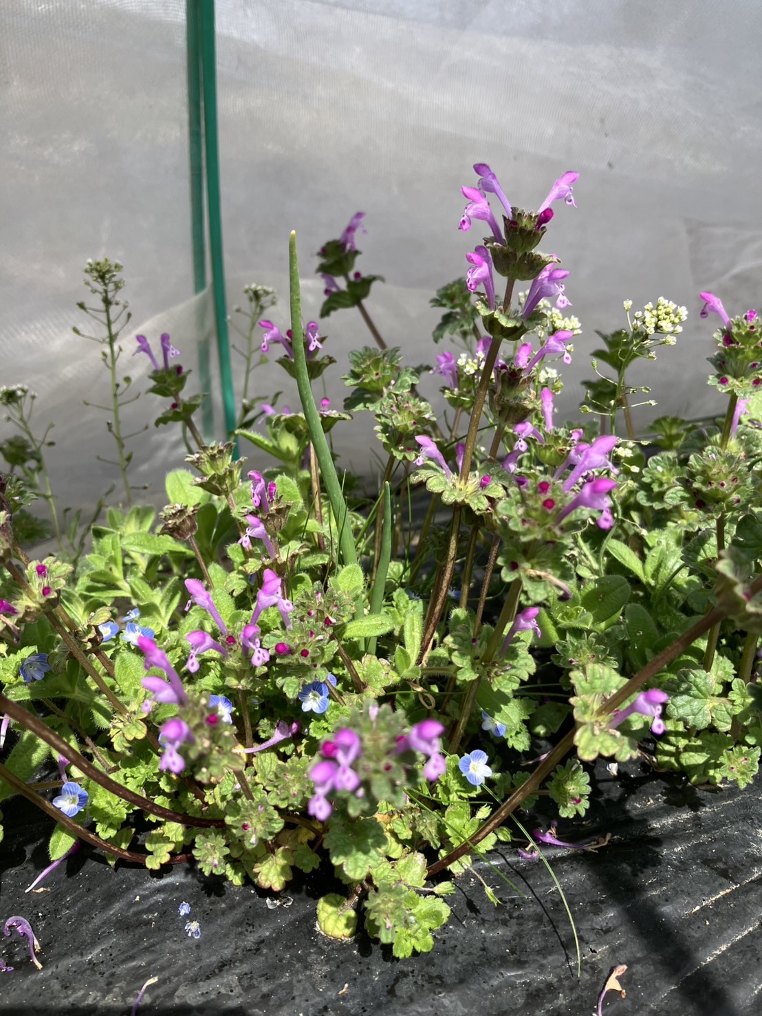 春本番🌸 畑も春、パンも春に!