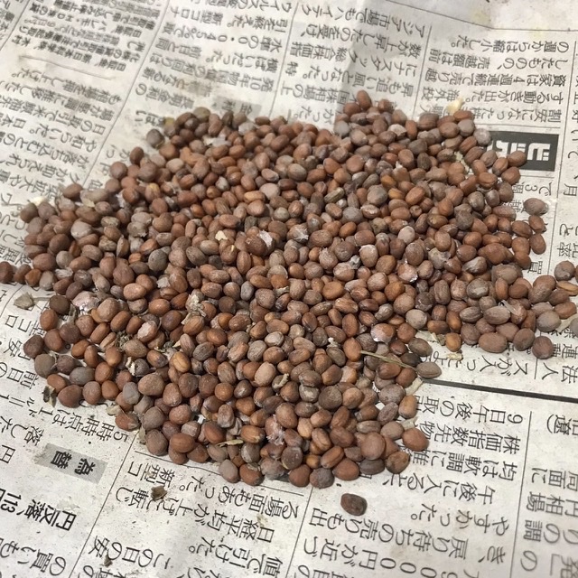 打木源助大根の種