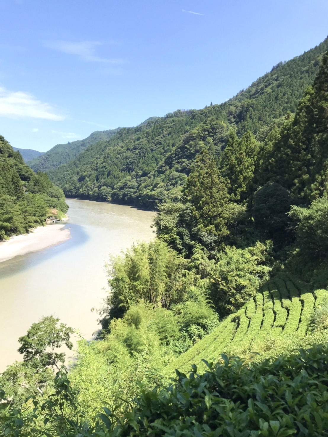 中井侍紅茶の産地へ!