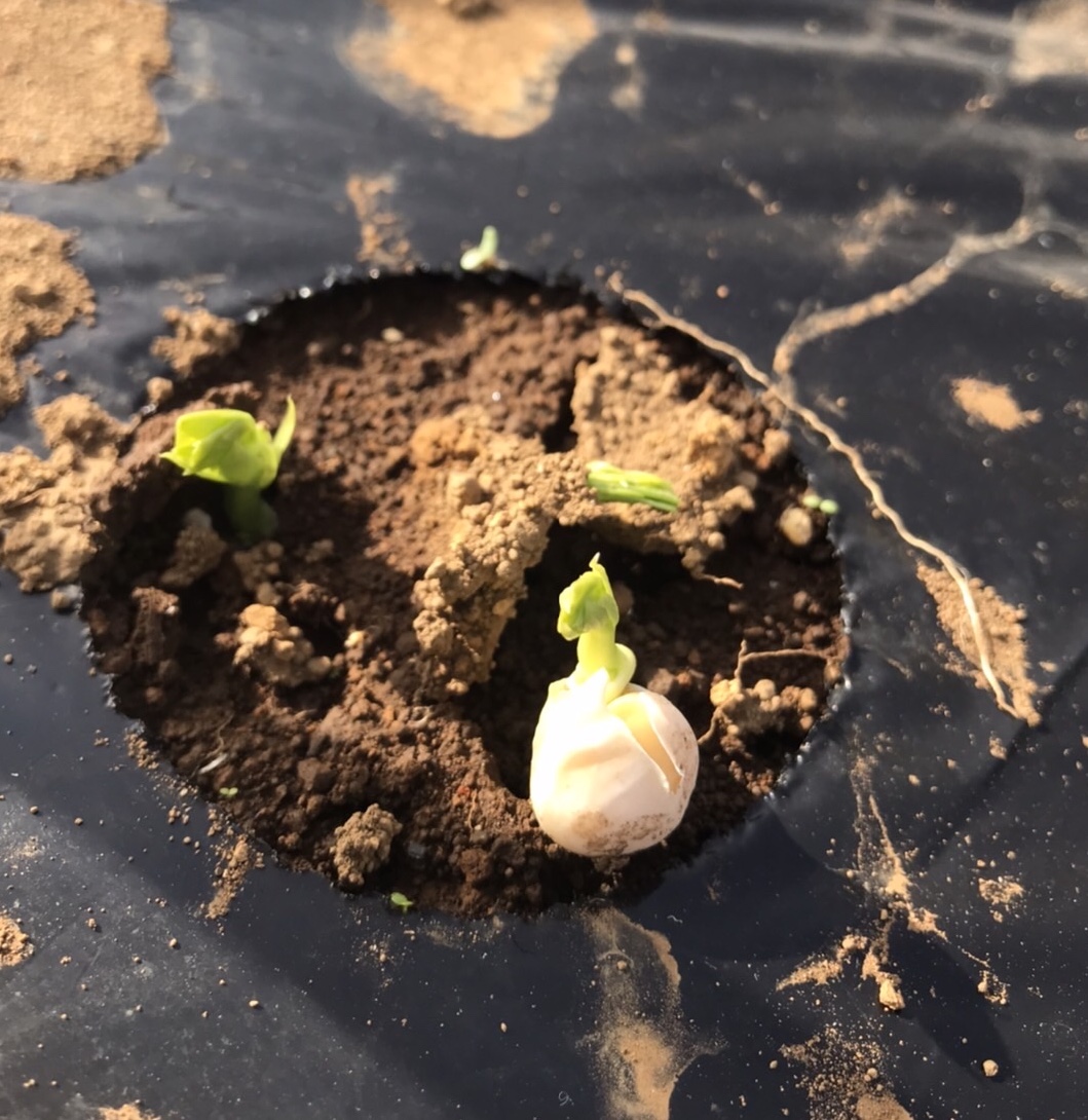 【畑日記】タツノオトシゴ⁉️