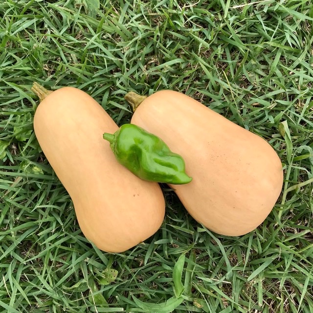 自家採種のピーマン、収穫\(≧∀≦)/♪