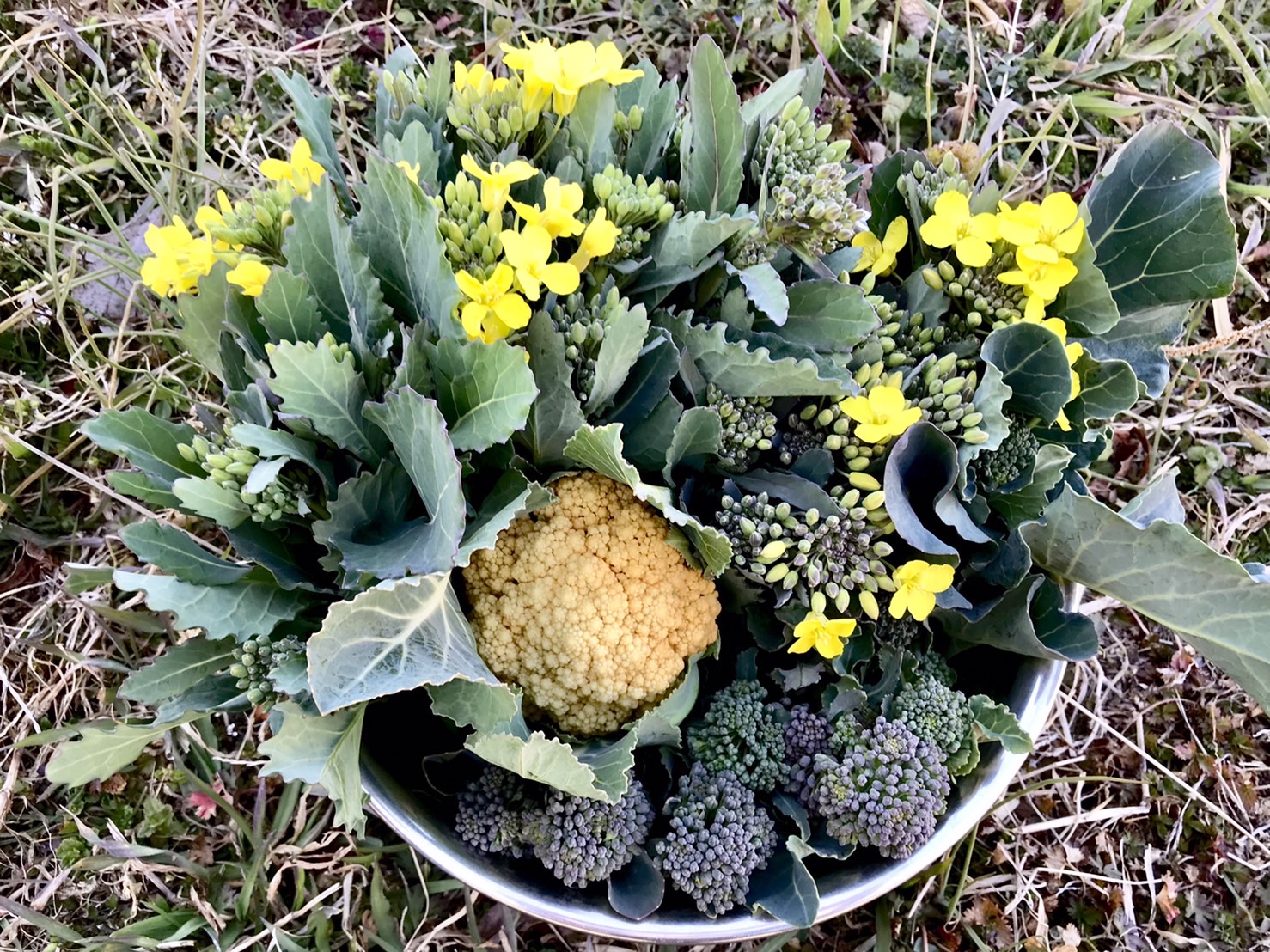 【畑日記】昨日の収穫✨