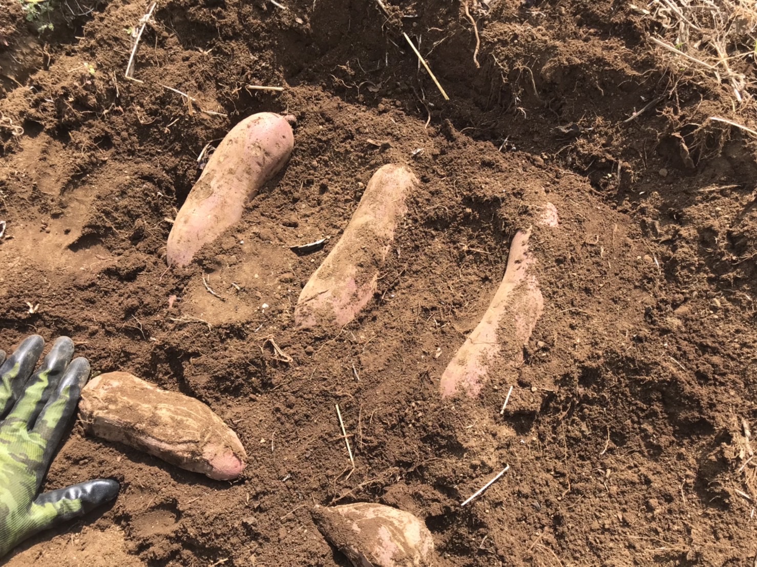 【畑日記】苗採りと種採り