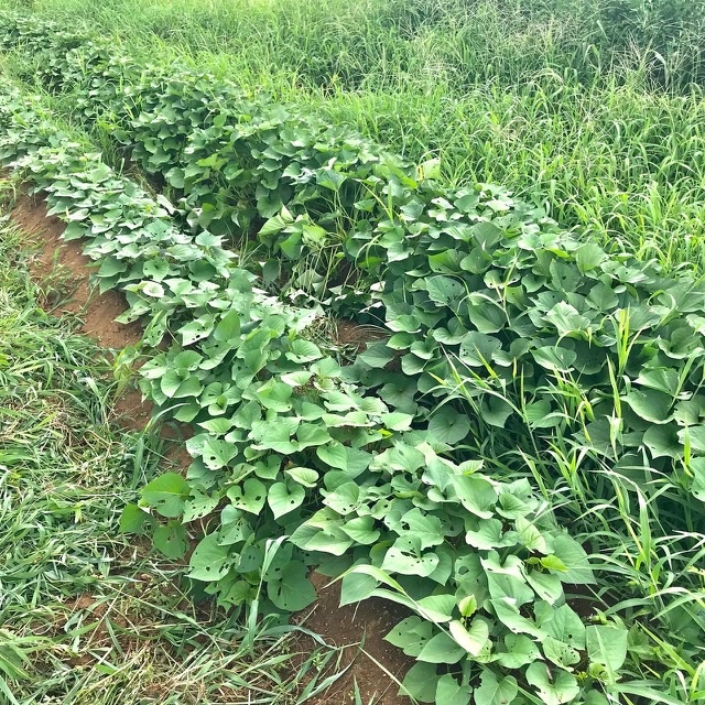 紅はるか、元気です👍✨