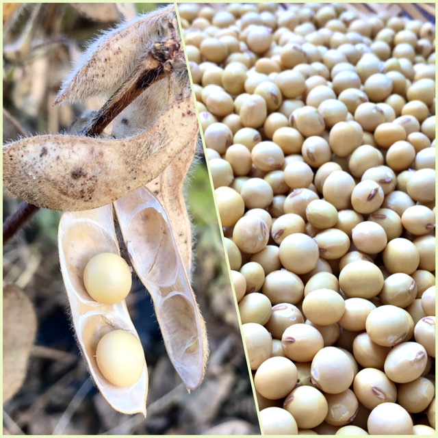 自家栽培大豆でお味噌仕込み✨
