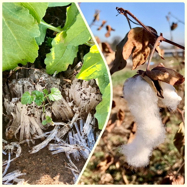 【畑日記】冬の畑で♪
