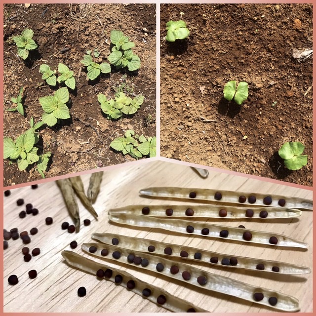 【畑日記】発芽と種採り記録