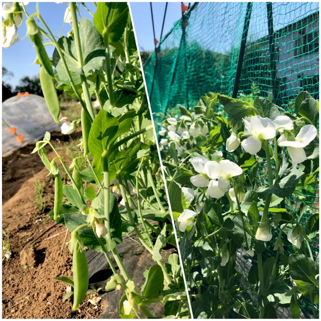 【畑日記】生育順調!