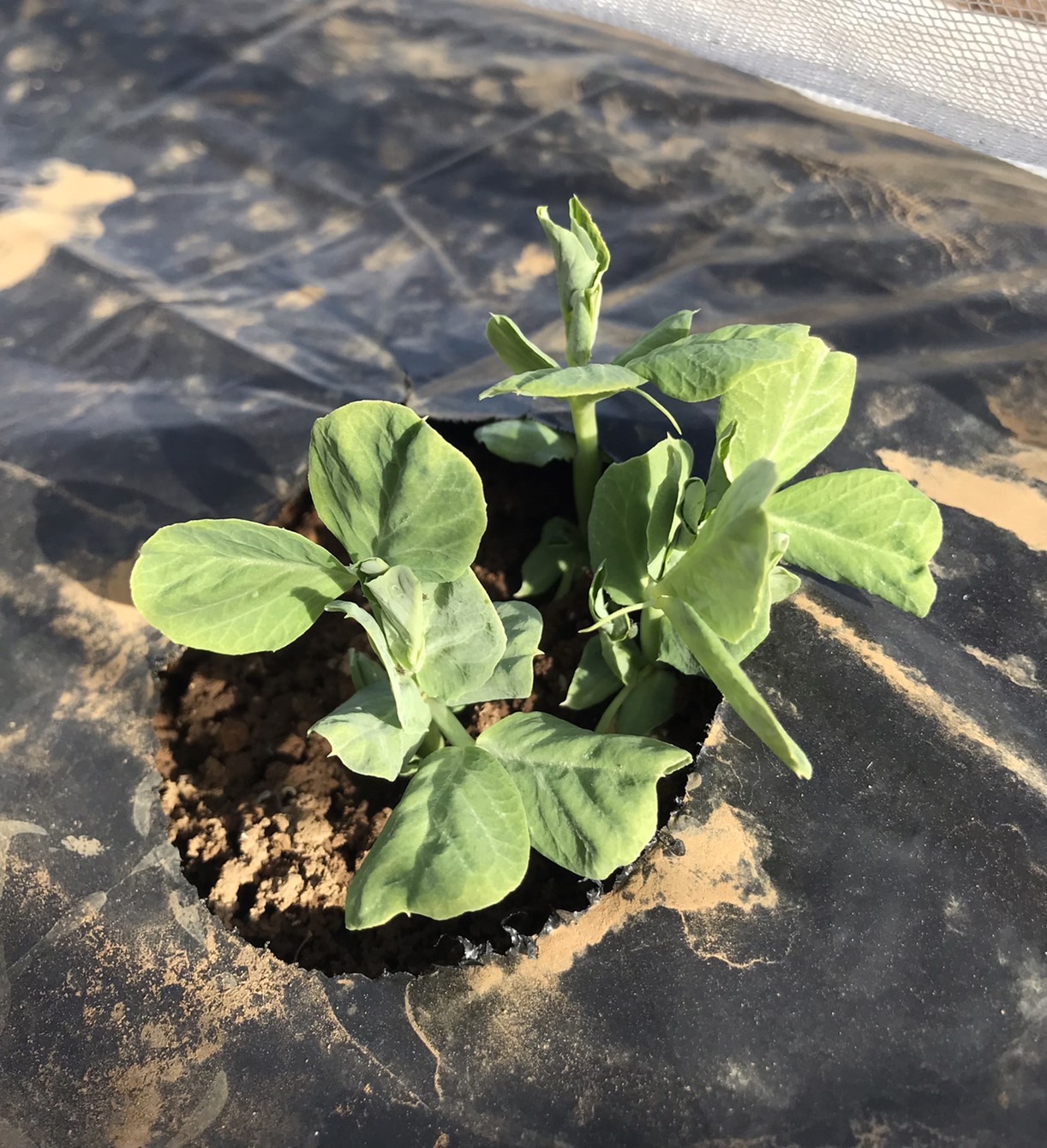 【畑日記】2週間ぶりに畑へ♪