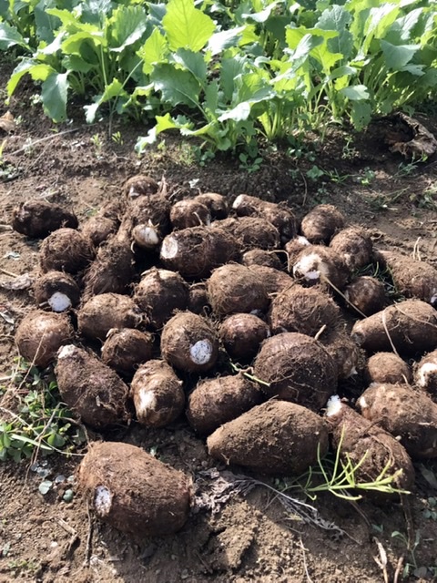 【畑日記】里芋掘り♪